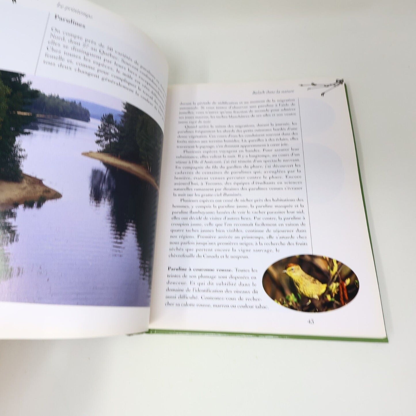 1995 Guide des Oiseaux Saison par Saison André P. Dion Michel Sokolyk Animaux HC