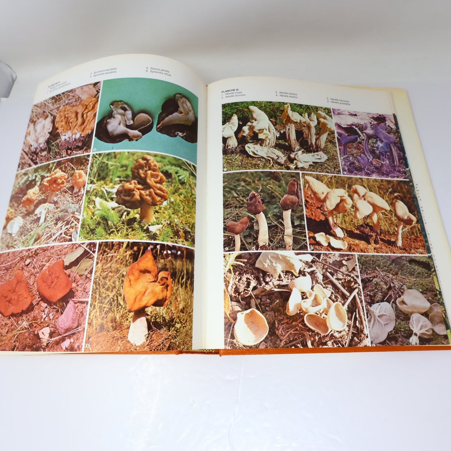 Flore des Champignons au Québec & Supplément René Pomerleau 1980 Fungi Français