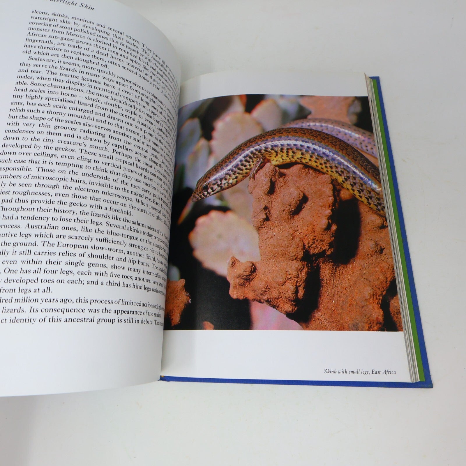 1979 Life on Earth a Natural History David Attenborough Little Brown Nature Book