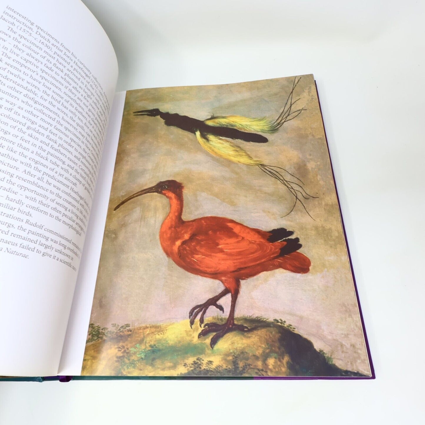 2012 Drawn From Paradise Attenborough/Fuller Birds Art Natural History Harper HC