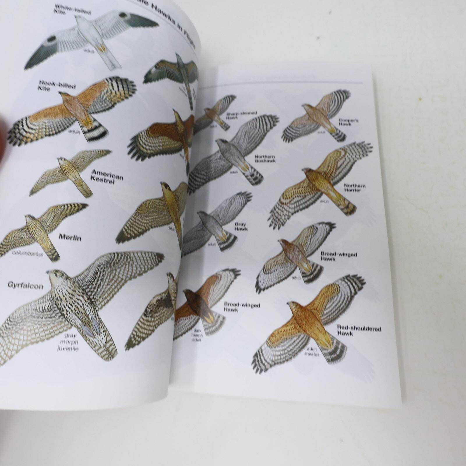 2002 Field Guide to the Birds of North America National Geographic Society Book