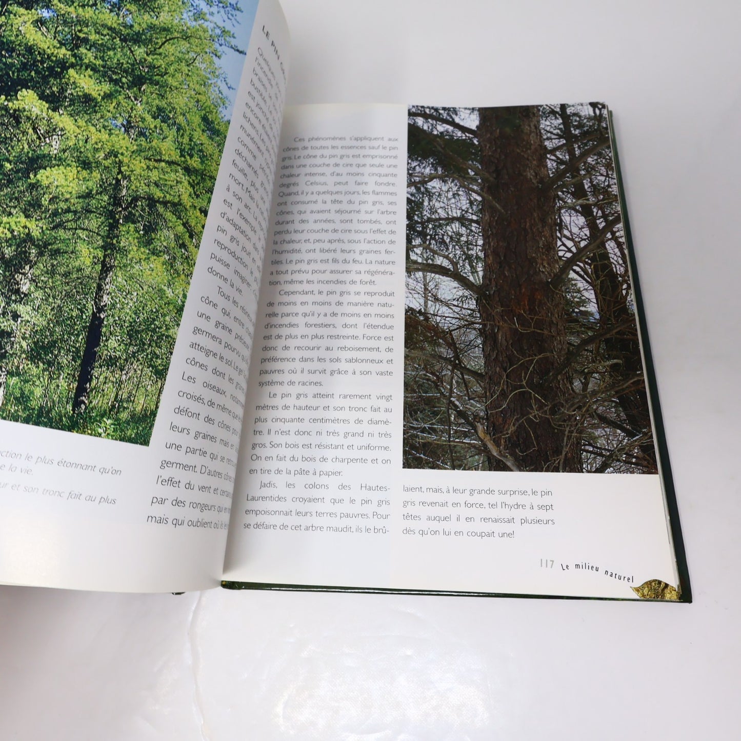 Guide de la Forêt Québécoise André Croteau De L'homme 1996 HC Arbres Nature 90s