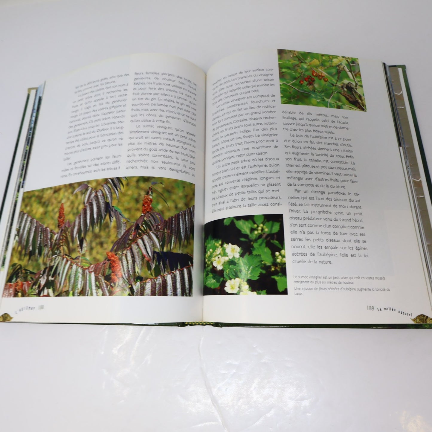 Guide de la Forêt Québécoise André Croteau De L'homme 1996 HC Arbres Nature 90s