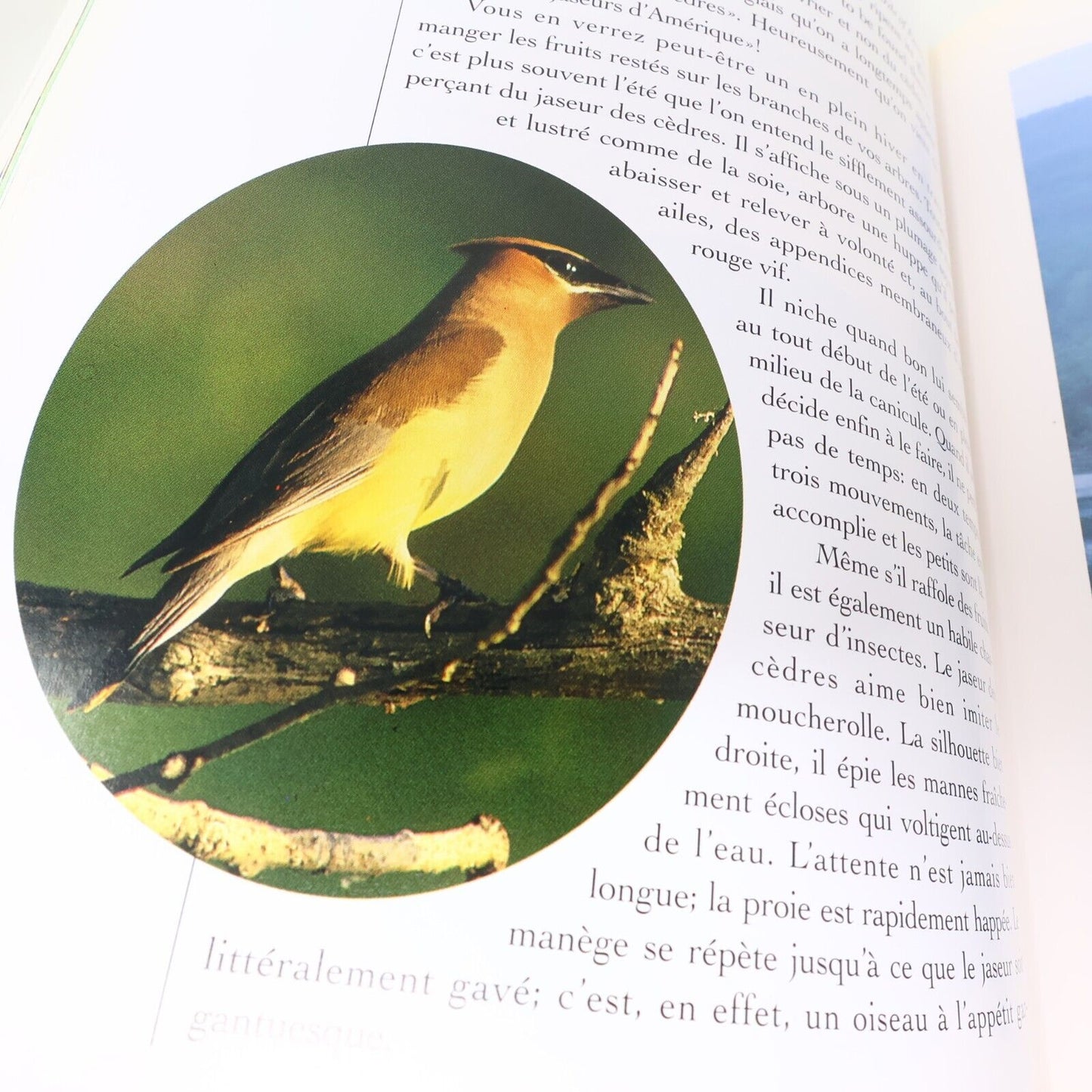 1995 Guide des Oiseaux Saison par Saison André P. Dion Michel Sokolyk Animaux HC
