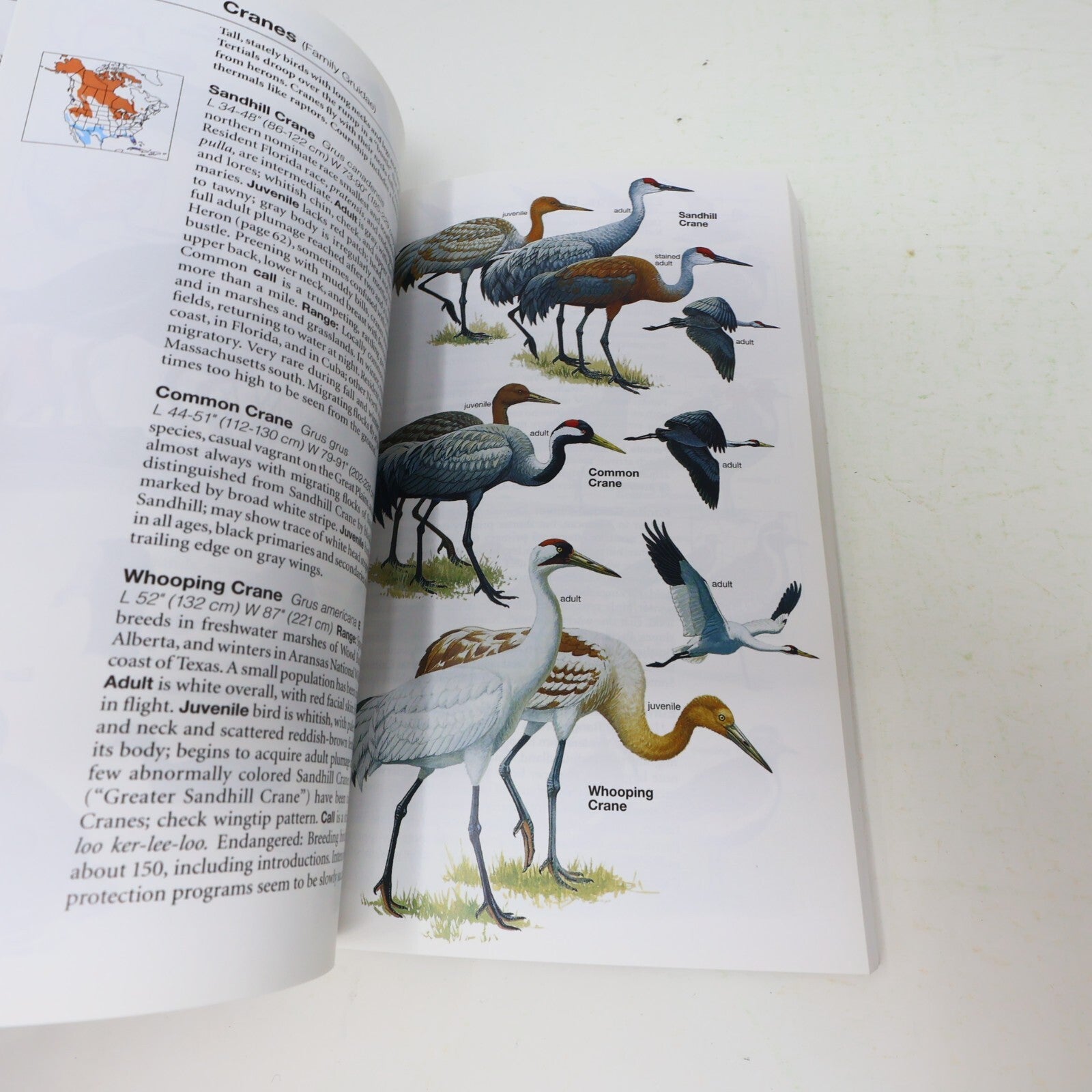 2002 Field Guide to the Birds of North America National Geographic Society Book