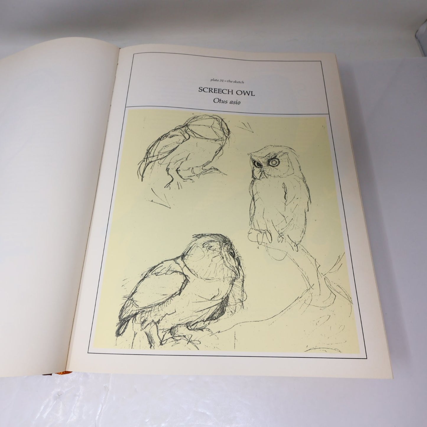 Lansdowne's Birds of the Forest John A. Livingston 1989 Illustrated Arrowood HC