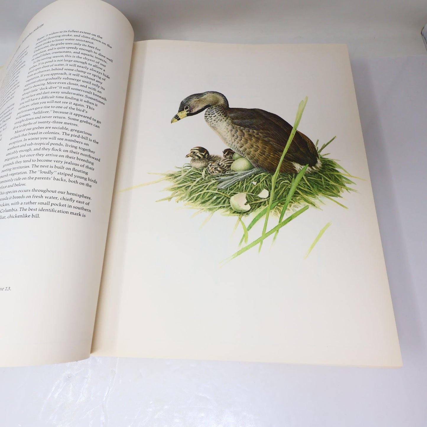 Lansdowne's Birds of the Forest John A. Livingston 1989 Illustrated Arrowood HC