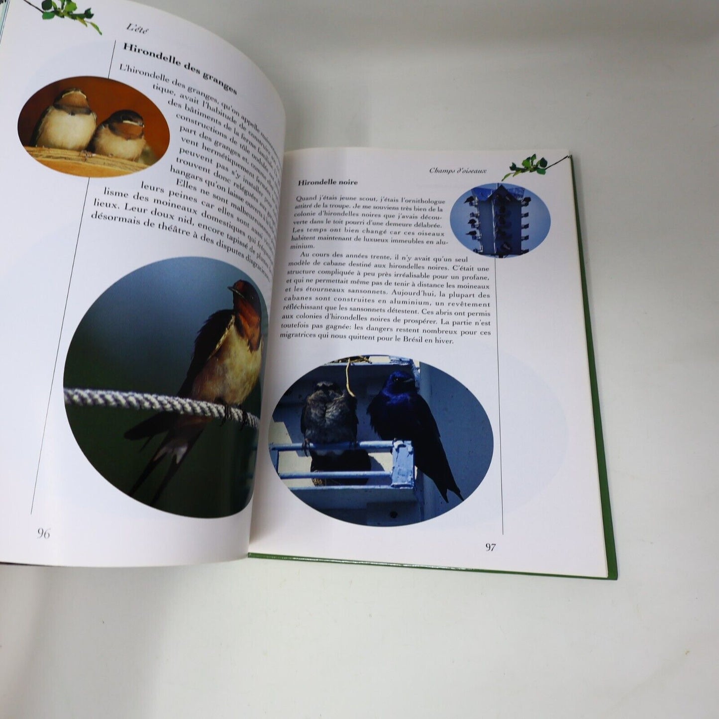 1995 Guide des Oiseaux Saison par Saison Dion/Sokolyk Ornithologie Animaux Livre