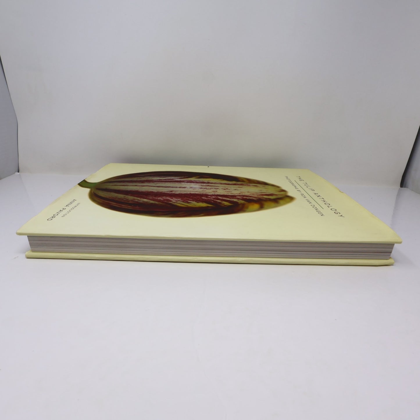 The Tulip Anthology Ron Van Dongen Chronicle Books 2010 HC DJ Art Photography