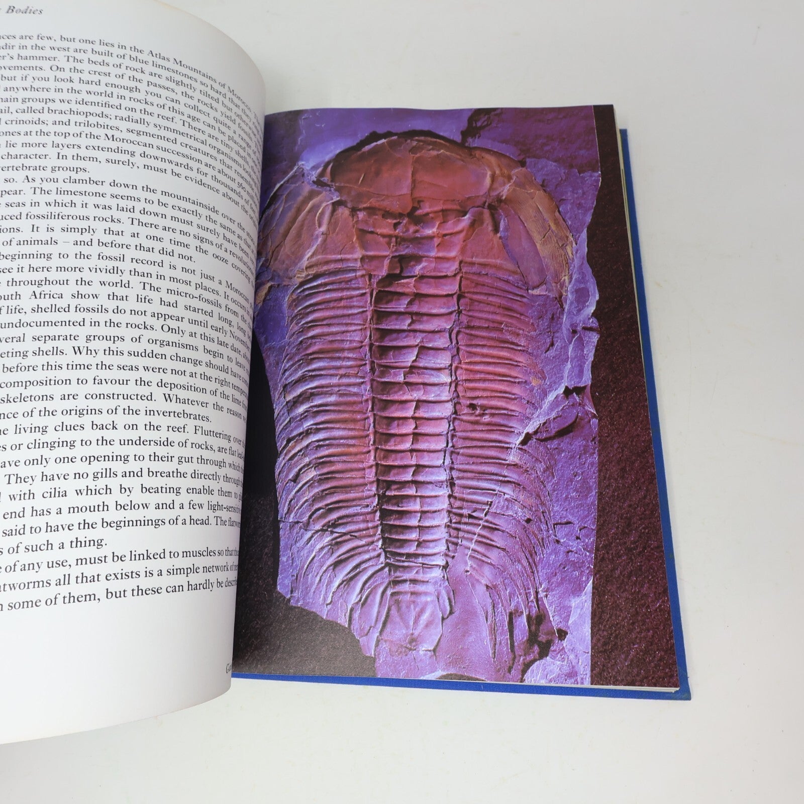 1979 Life on Earth a Natural History David Attenborough Little Brown Nature Book