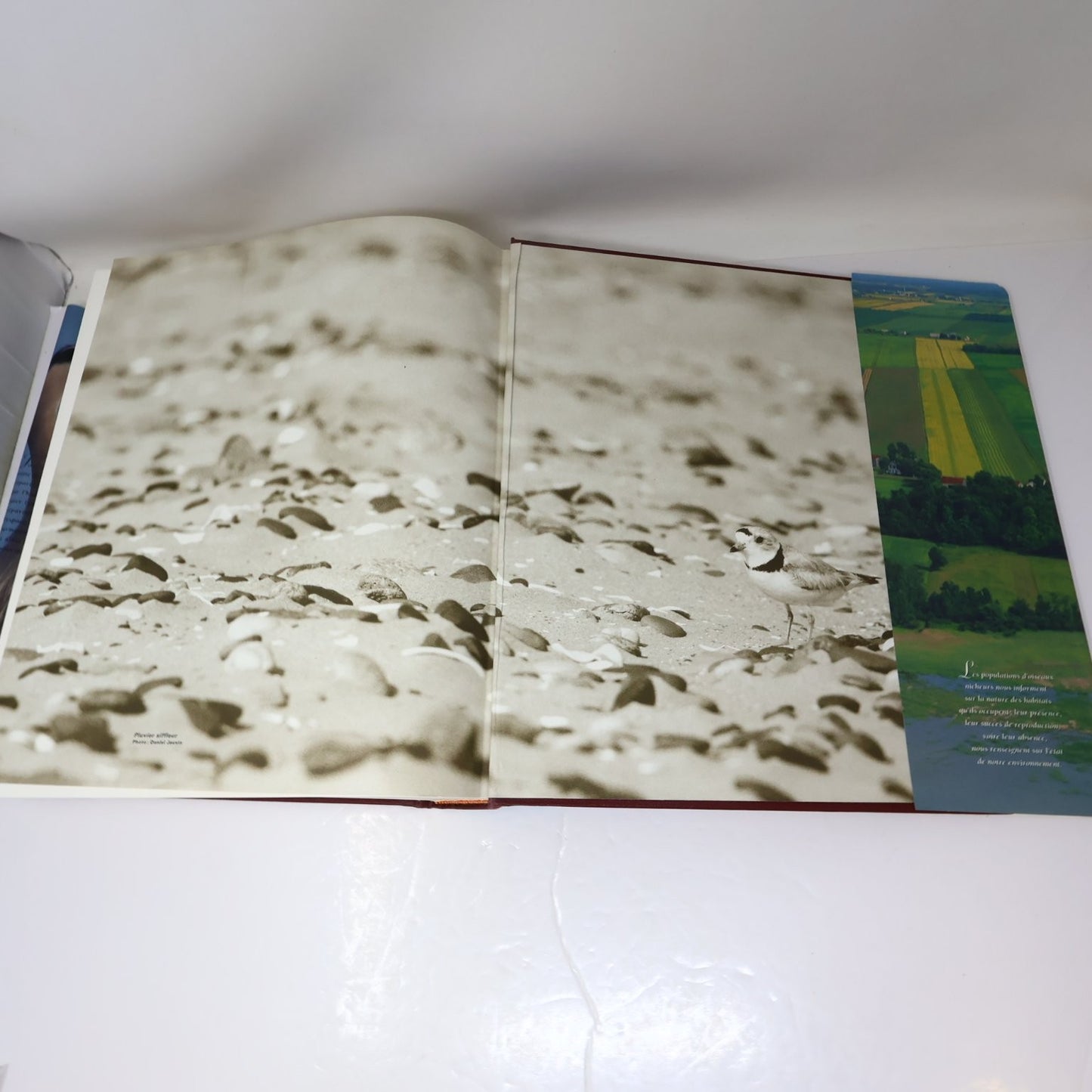 Les Oiseaux Nicheurs du Québec Jean Gauthier 1995 Atlas Illustré Faune Birds