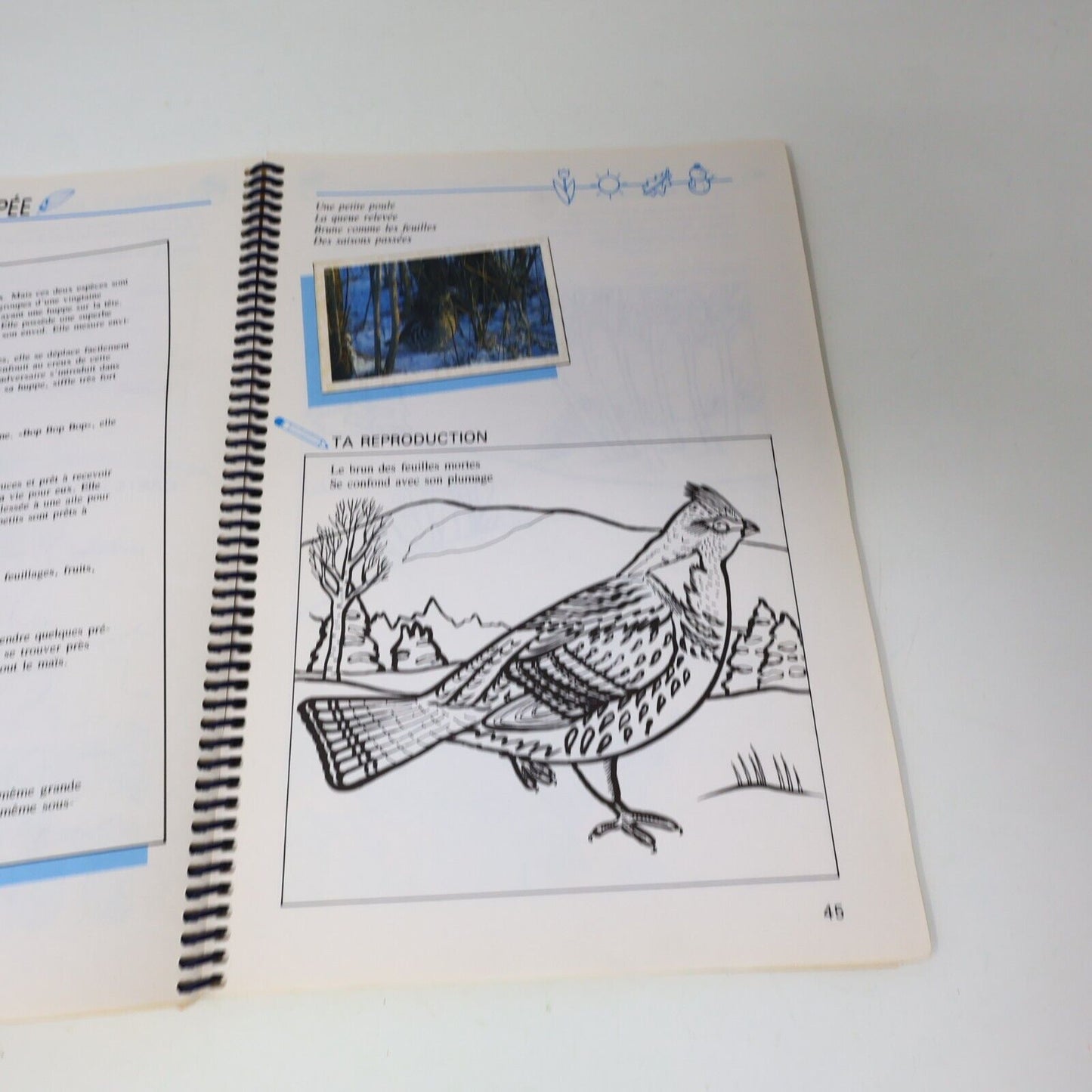 1989 S'Appivoiser aux Oiseaux Suzanne Brûlotte Susy le Brun La Collection Plume