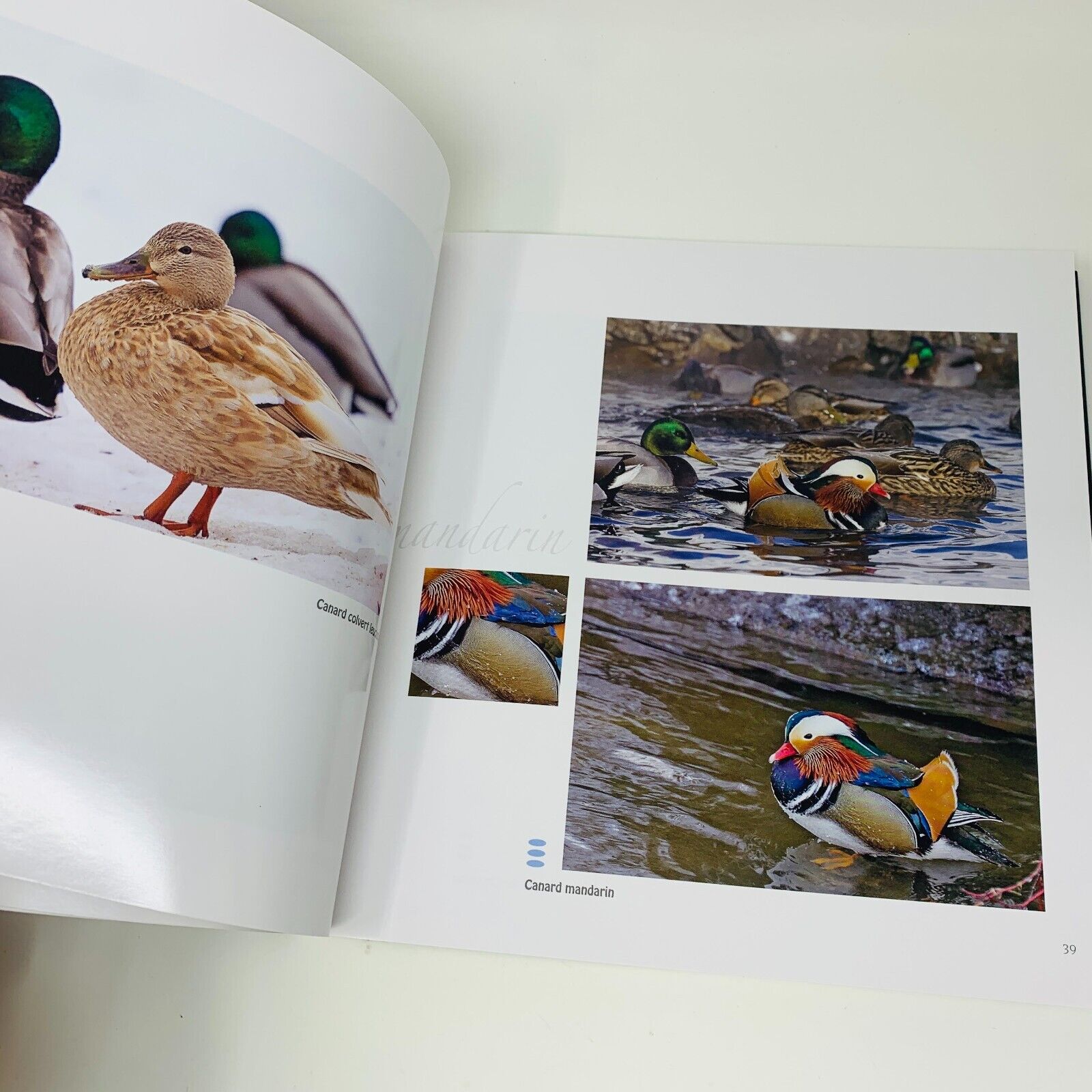 2008 Oiseaux de la Région de Québec Ornithologie Germain & Tousignant Français