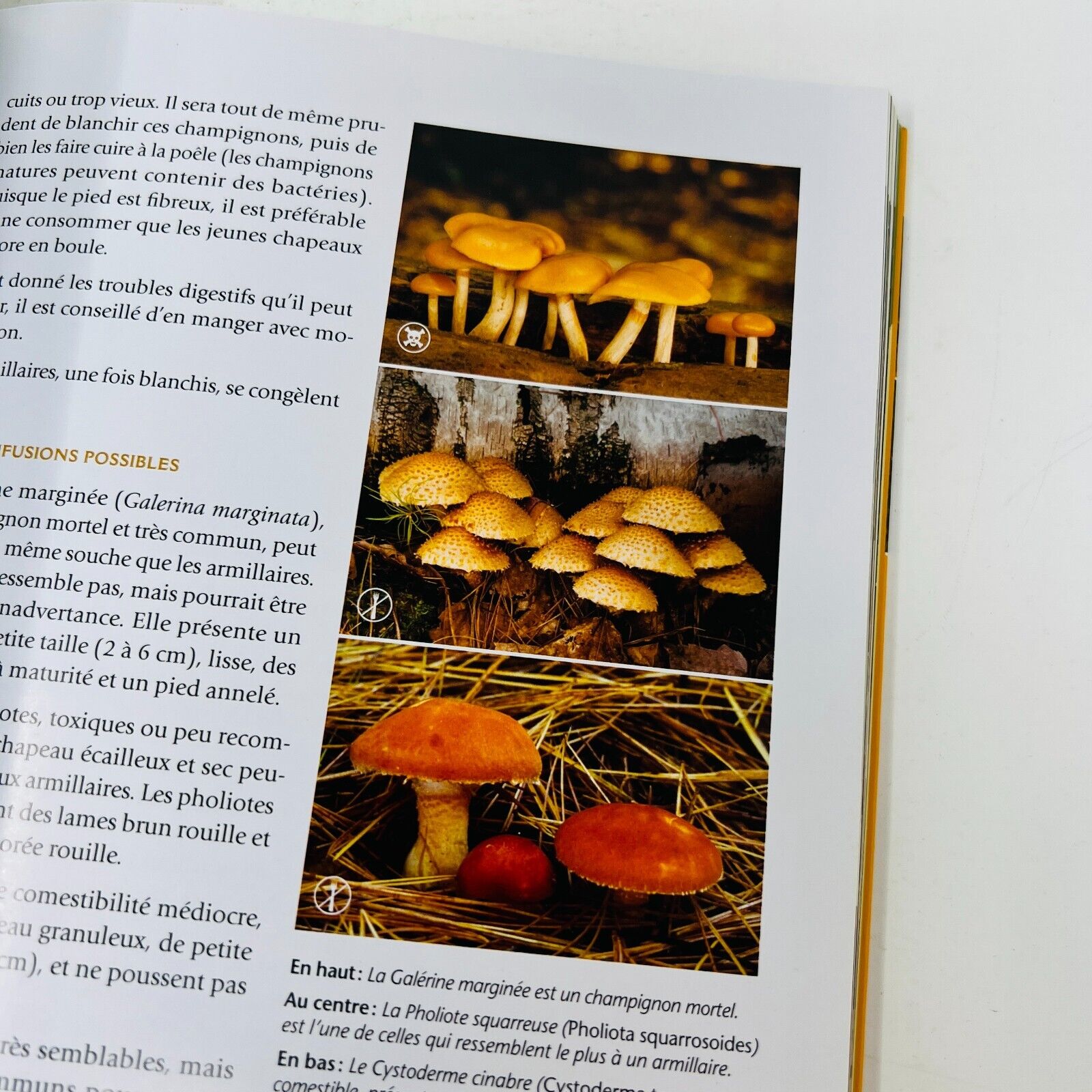 2008 Champignons Comestibles du Québec de Jean Després Français Identification