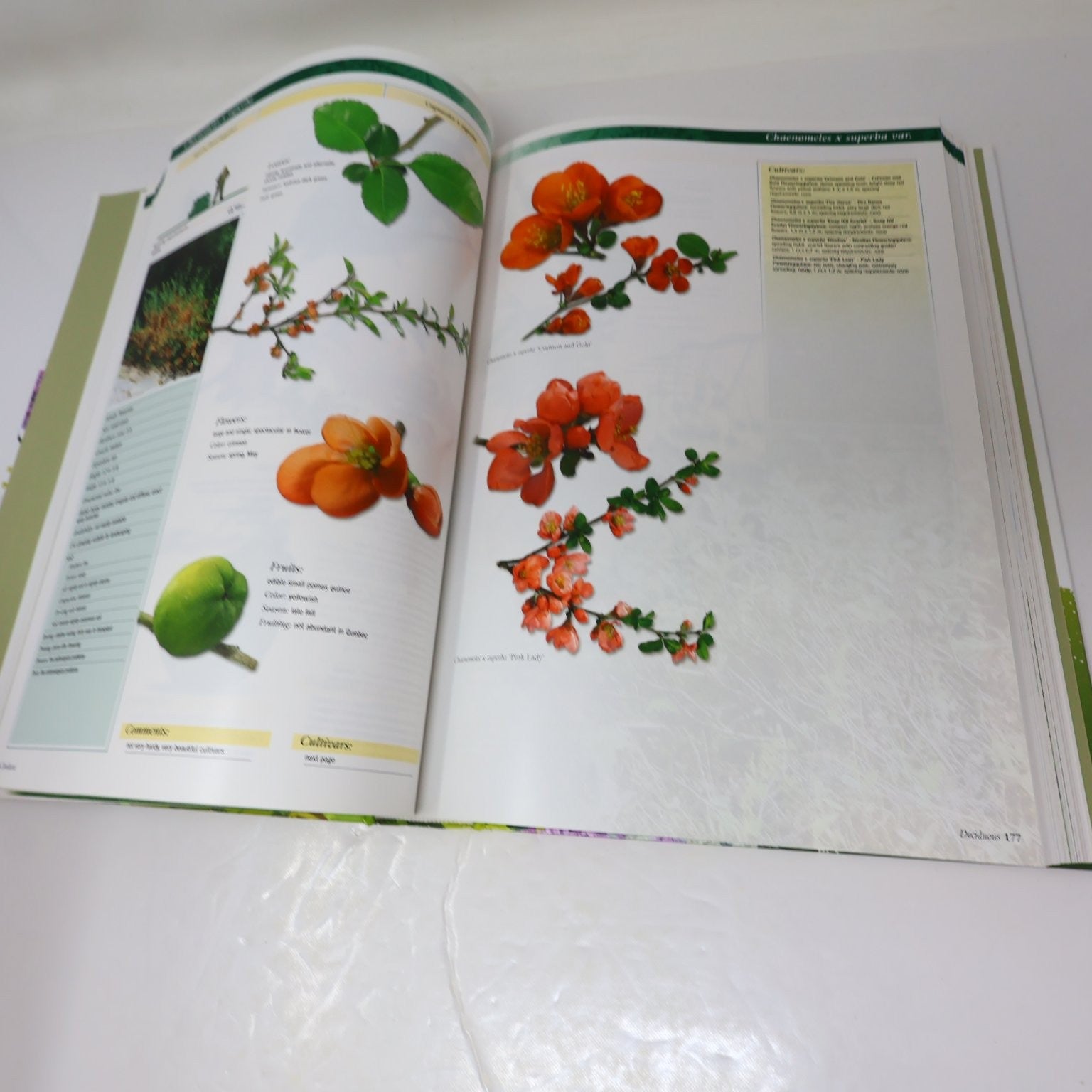 Guide to Ornamental Trees and Shrubs Hydro-Quebec 2005 3rd Ed Gardening Broquet