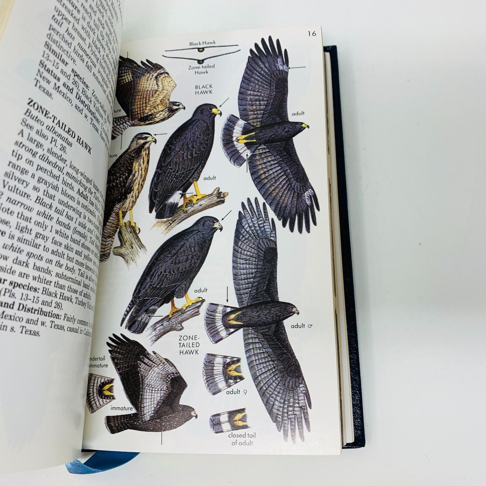 1987 Hawks Roger Tory Peterson Field Guide Collector's Ed Leather Bound Clark