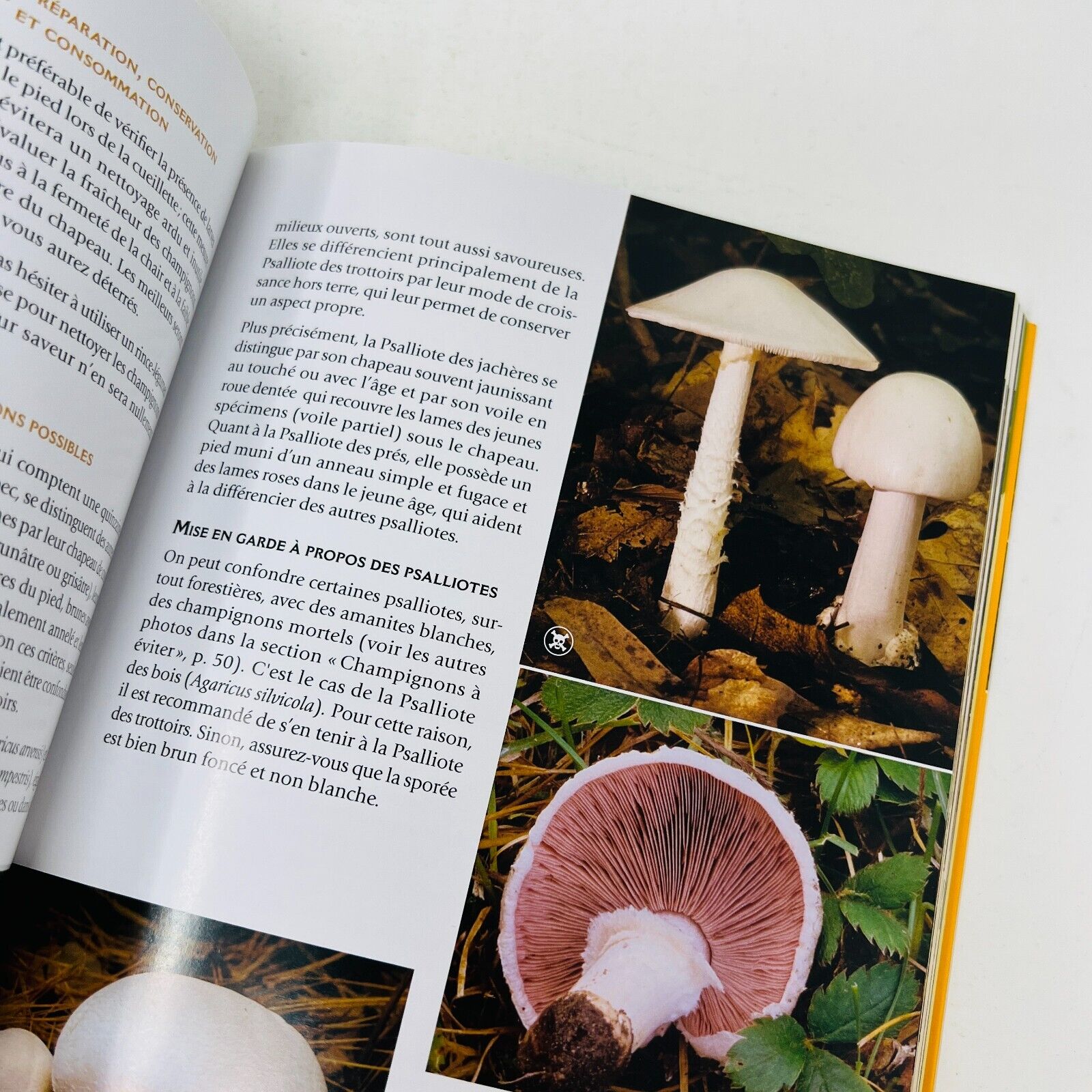 2008 Champignons Comestibles du Québec de Jean Després Français Identification