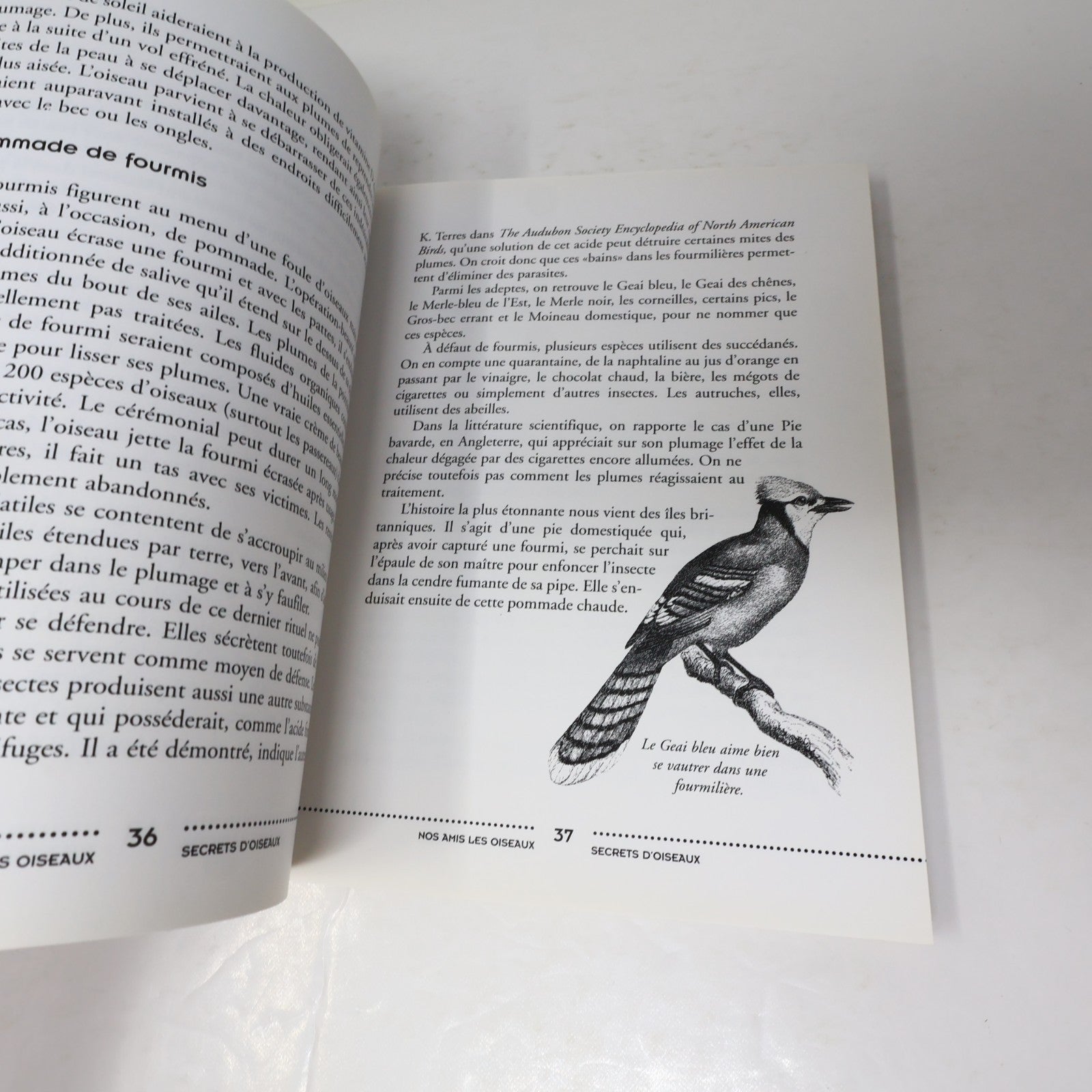 Secrets d'Oiseaux Pierre Gingras Nos Amis les Oiseaux Le Jour 1995 PB Français