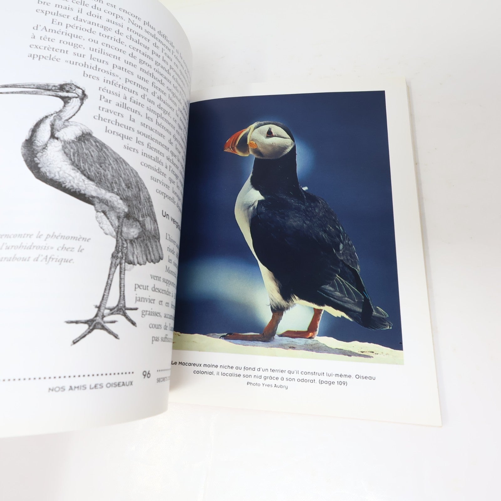 Secrets d'Oiseaux Pierre Gingras Nos Amis les Oiseaux Le Jour 1995 PB Français