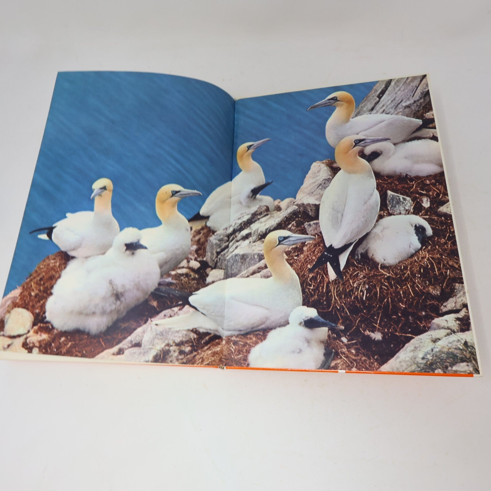 1969 Nature's Way David Stephen James Lockie Collins Animals 1st Edition Book HC
