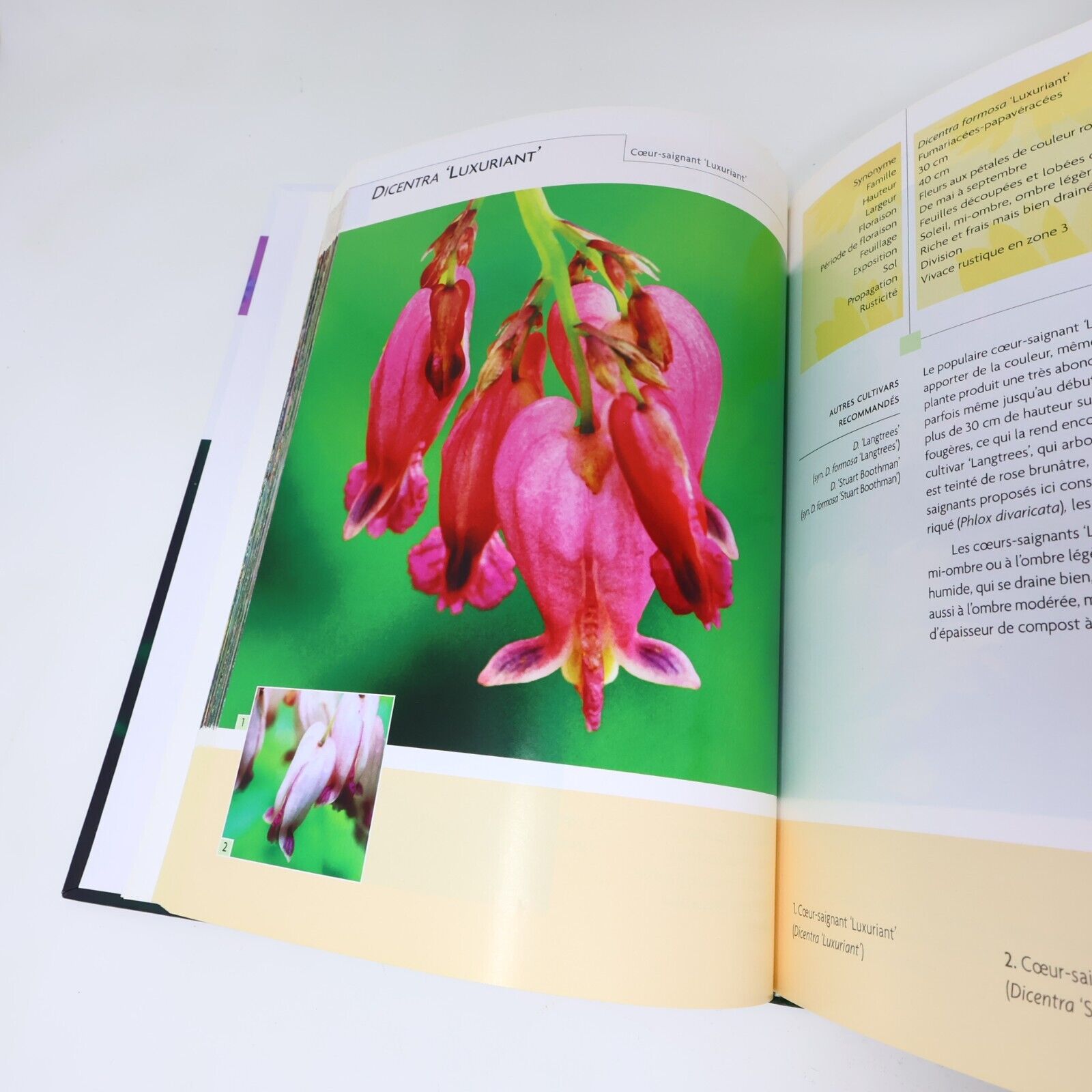 2005 Le Guide des Fleurs Parfaites Albert Mondor Horticulture Jardinage Français