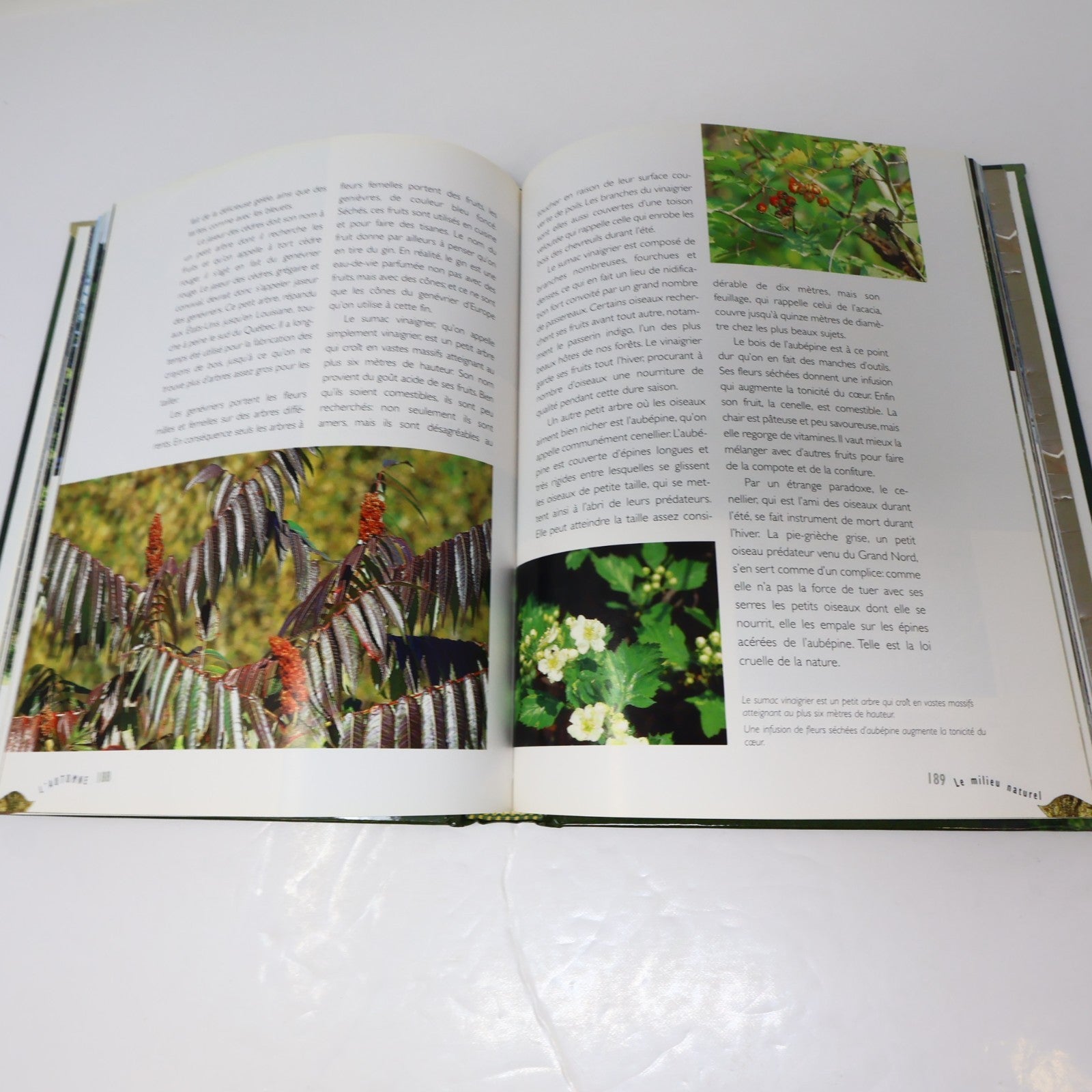 Guide de la Forêt Québécoise André Croteau De L'homme 1996 HC Arbres Nature 90s