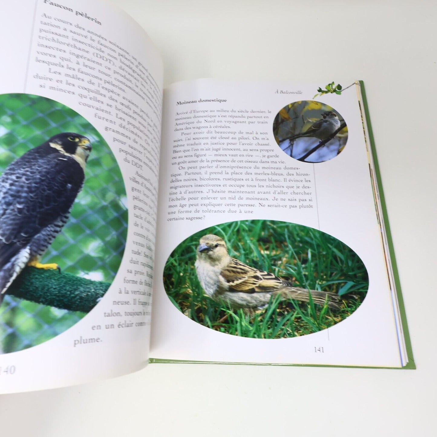 1995 Guide des Oiseaux Saison par Saison André P. Dion Michel Sokolyk Animaux HC