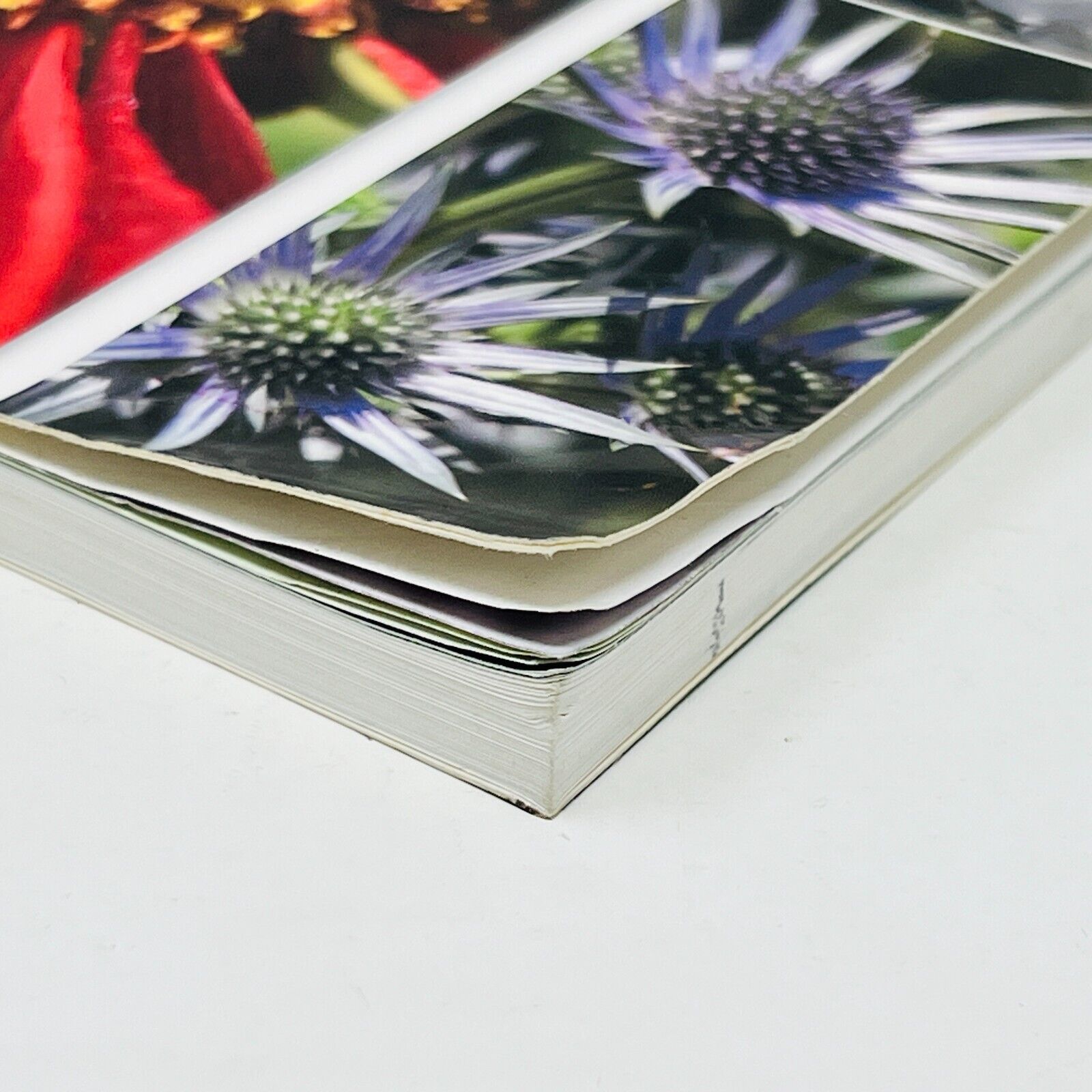 2007 Vivaces Les Idées du Jardinier Paresseux de Larry Hodgson Livre Broquet