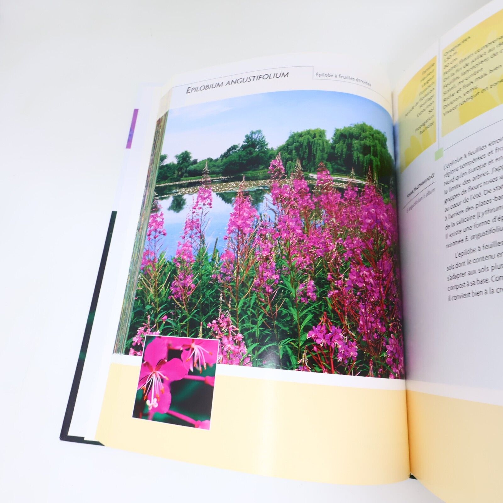 2005 Le Guide des Fleurs Parfaites Albert Mondor Horticulture Jardinage Français
