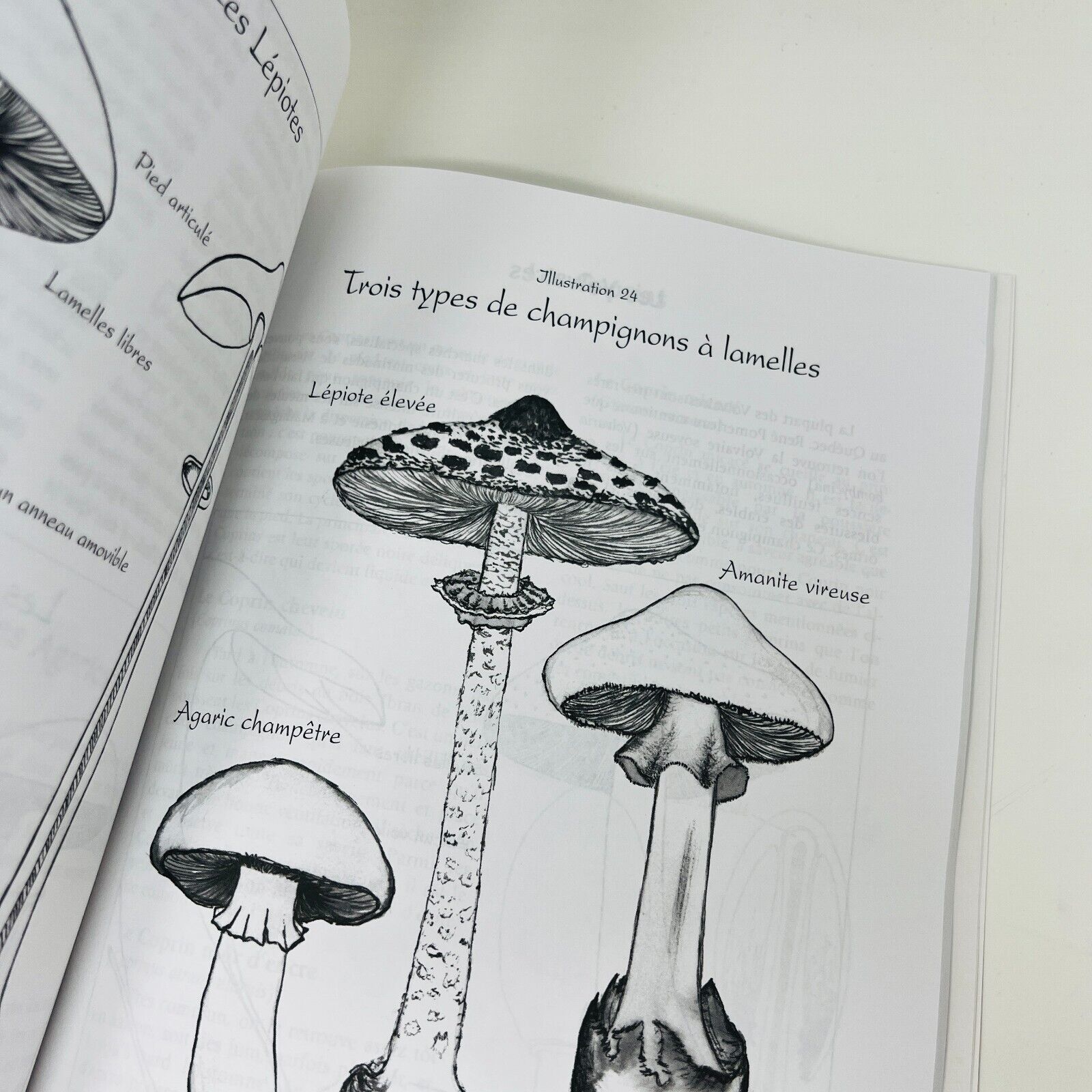 Il Était une Fois des Champignons Sauvages Identifier/Apprêter de Guylaine Duval