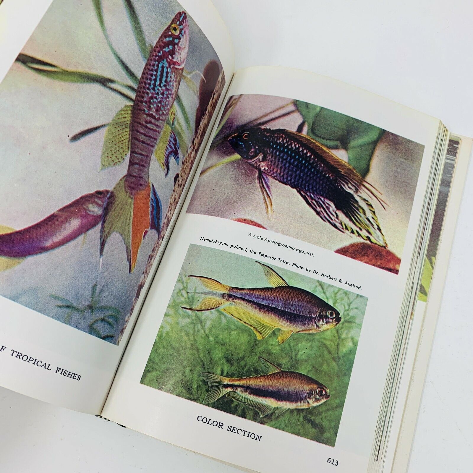 1966 Encyclopedia of Tropical Fishes Techniques of Breeding Herbert R. Axelrod