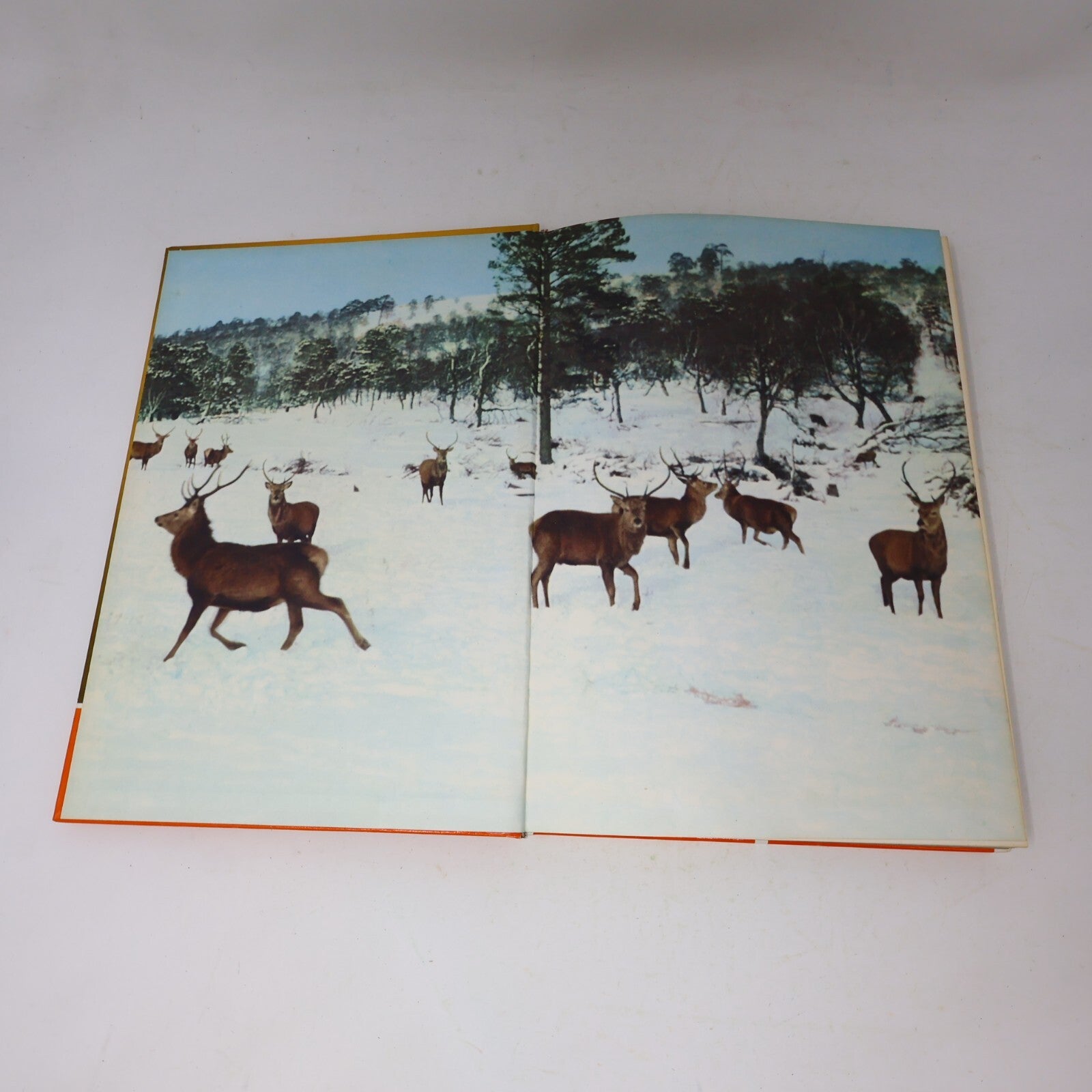 1969 Nature's Way David Stephen James Lockie Collins Animals 1st Edition Book HC