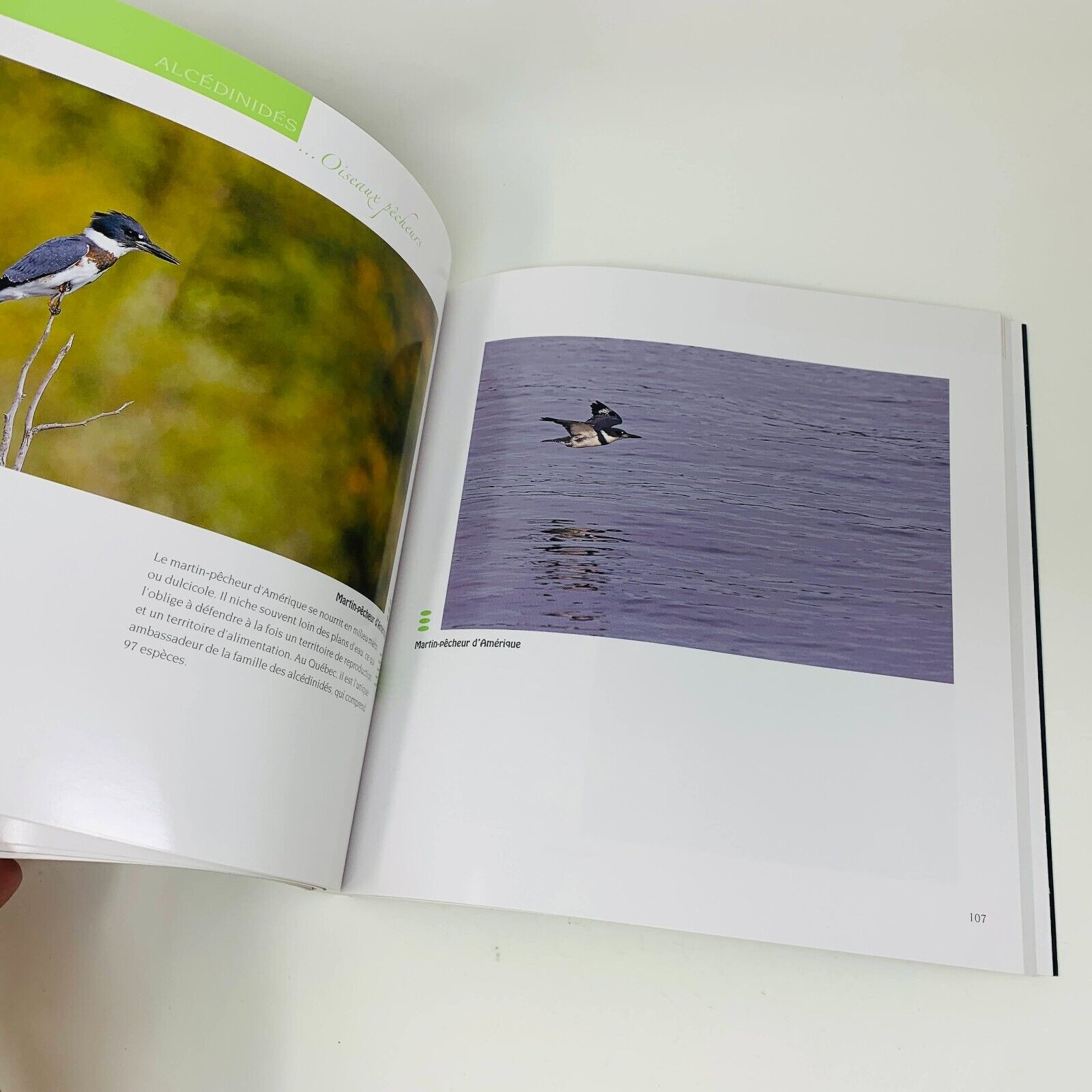 2008 Oiseaux de la Région de Québec Ornithologie Germain & Tousignant Français