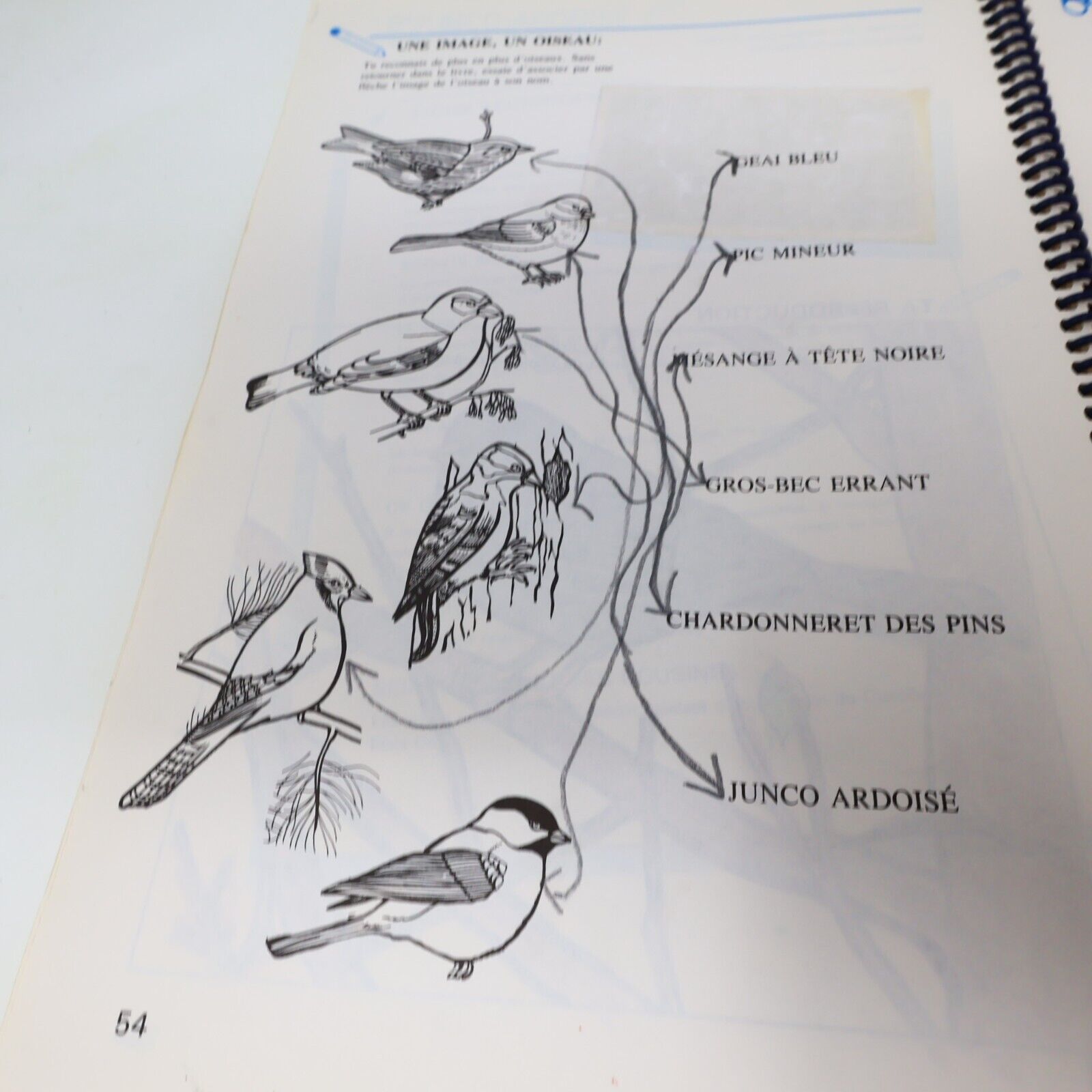 1989 S'Appivoiser aux Oiseaux Suzanne Brûlotte Susy le Brun La Collection Plume
